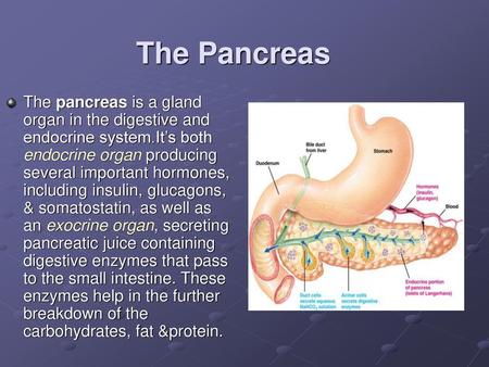 The Pancreas The pancreas is a gland organ in the digestive and endocrine system.It’s both endocrine organ producing several important hormones, including.