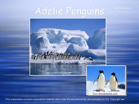 TRS - Pixied Penguins Adelie Penguins  