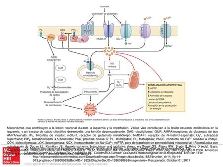 Mecanismos que contribuyen a la lesión neuronal durante la isquemia y la reperfusión. Varias vías contribuyen a la lesión neuronal excitotóxica en la isquemia,