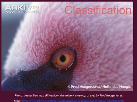 Classification Photo: Lesser flamingo (Phoeniconaias minor), close-up of eye, by Fred Hoogervorst. From: http://www.arkive.org/lesser-flamingo/phoeniconaias-minor/image-G140591.html.