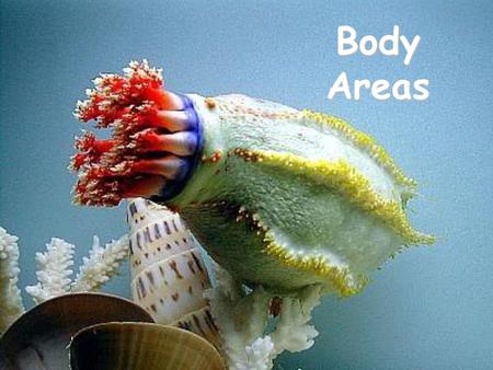 Body Areas copyright cmassengale.