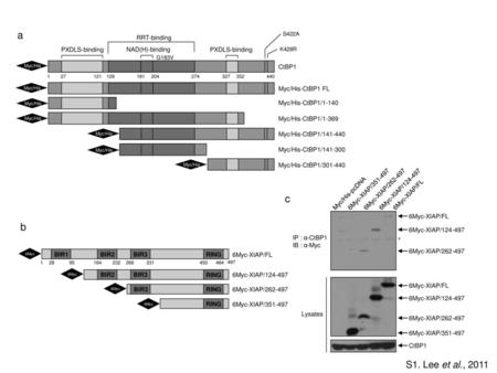 a c b S1. Lee et al., 2011 * RRT-binding PXDLS-binding NAD(H)-binding