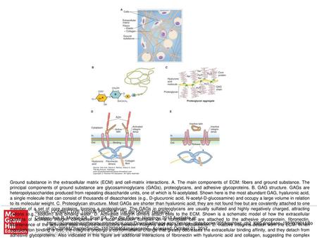 Ground substance in the extracellular matrix (ECM) and cell-matrix interactions. A. The main components of ECM: fibers and ground substance. The principal.