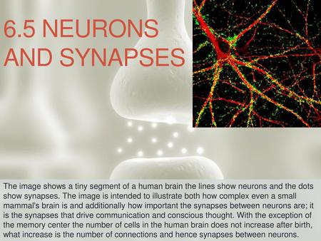 6.5 Neurons and synapses The image shows a tiny segment of a human brain the lines show neurons and the dots show synapses. The image is intended to illustrate.