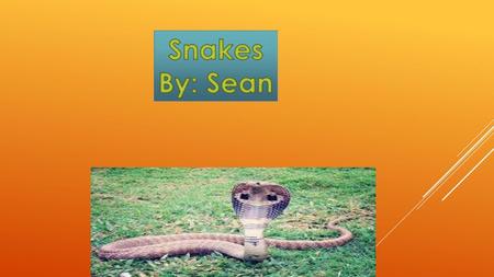 Snakes By: Sean.