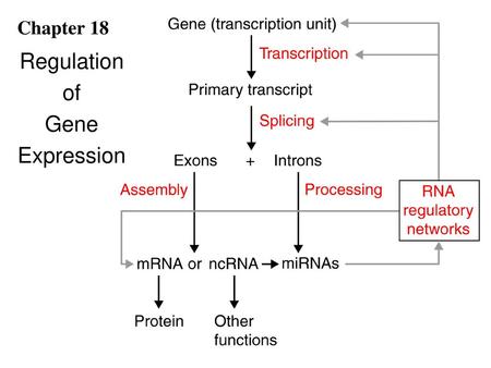 Regulation of Gene Expression