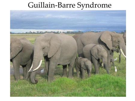 Guillain-Barre Syndrome