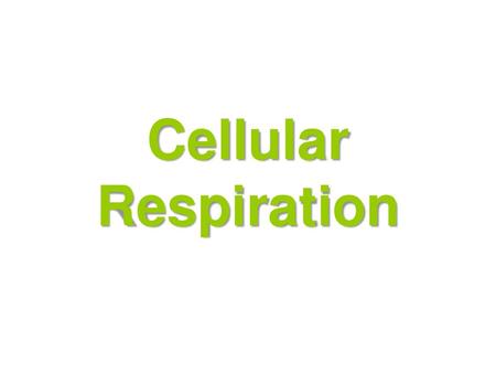 Cellular Respiration.