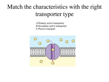 Match the characteristics with the right transporter type