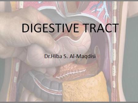 Large Intestine The large intestine,starts from the iliocaecal valve & ends at the anal opening, It absorbs water and electrolytes and forms indigestible.