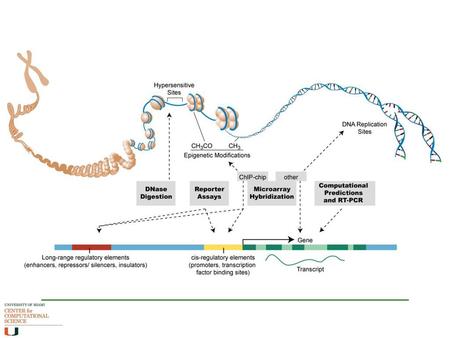 Regulation of Gene Expression