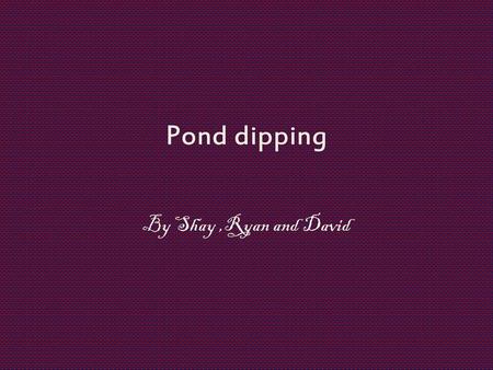 Pond dipping By Shay ,Ryan and David.