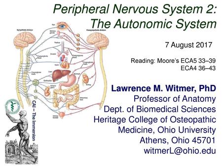 Peripheral Nervous System 2: The Autonomic System