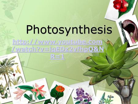 Photosynthesis http://www.youtube.com/watch?v=lqEDz2vfhpQ&NR=1.