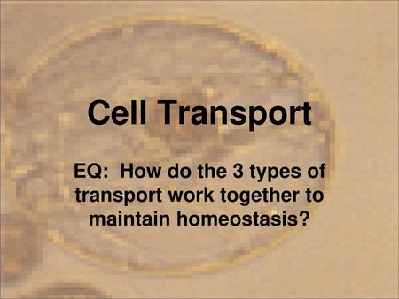 Cell Transport EQ: How do the 3 types of transport work together to maintain homeostasis?