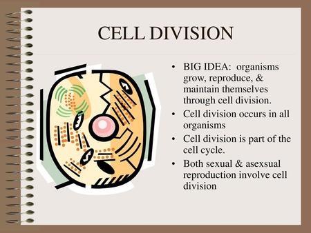 CELL DIVISION BIG IDEA: organisms grow, reproduce, & maintain themselves through cell division. Cell division occurs in all organisms Cell division is.