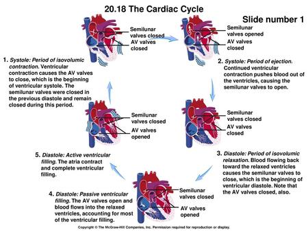 2. Systole: Period of ejection. Continued ventricular