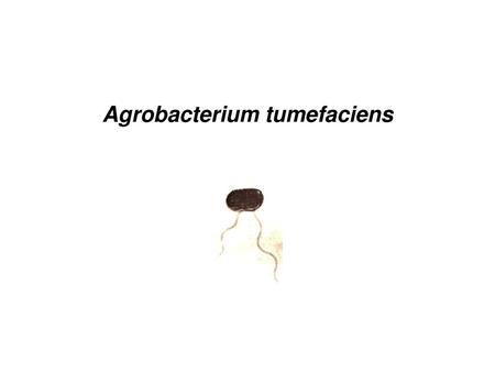 Agrobacterium tumefaciens