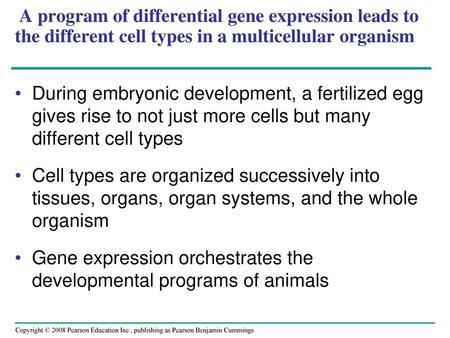 A program of differential gene expression leads to the different cell types in a multicellular organism During embryonic development, a fertilized egg.