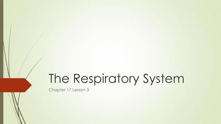 The Respiratory System