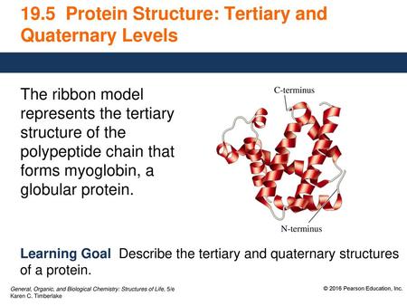 19.5 Protein Structure: Tertiary and Quaternary Levels