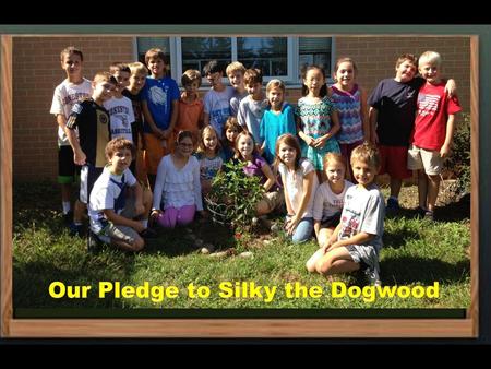 Our Pledge to Silky the Dogwood