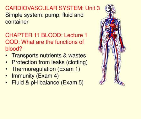 CARDIOVASCULAR SYSTEM: Unit 3