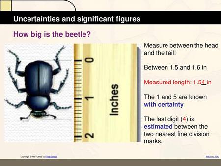 How big is the beetle? Measure between the head and the tail!