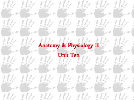 Anatomy & Physiology II