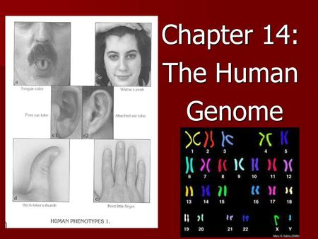 Chapter 14: The Human Genome.