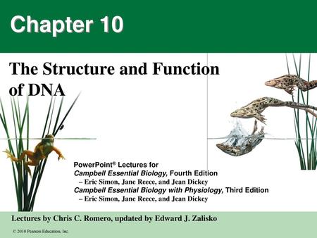 The Structure and Function of DNA