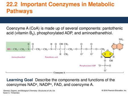 22.2 Important Coenzymes in Metabolic Pathways