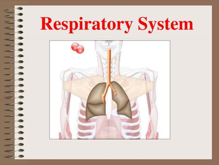 Respiratory System.