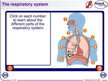 The respiratory system