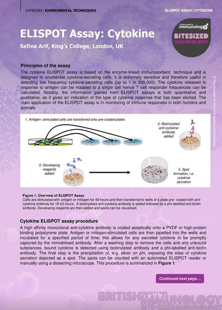 ELISPOT Assay: Cytokine