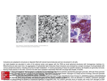 (c) Pigment deposits (PD) occur in many cell types and may contain various complex substances, such as lipofuscin or melanin. Lipofuscin granules represent.