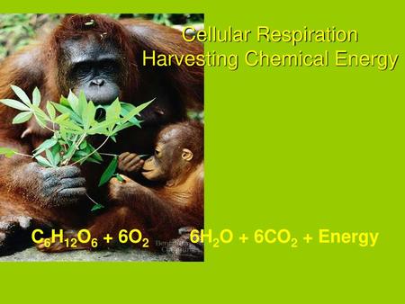 Cellular Respiration Harvesting Chemical Energy