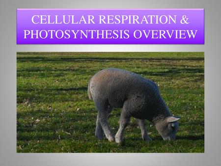 CELLULAR RESPIRATION & PHOTOSYNTHESIS OVERVIEW