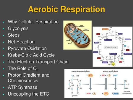 Aerobic Respiration Why Cellular Respiration Glycolysis Steps