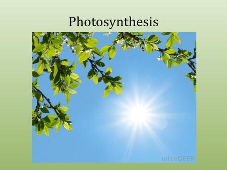 Photosynthesis.