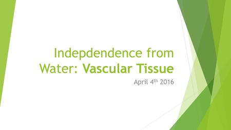 Indepdendence from Water: Vascular Tissue