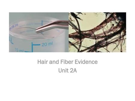 Hair and Fiber Evidence Unit 2A