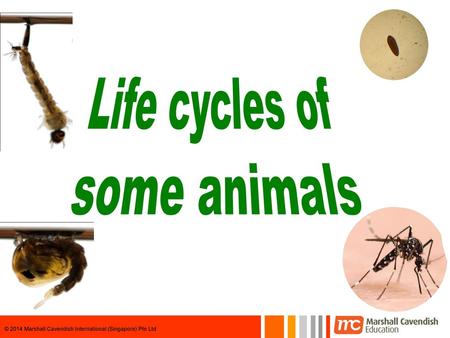 Life cycles of some animals.