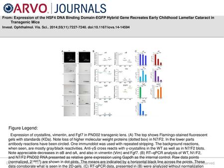 From: Expression of the HSF4 DNA Binding Domain-EGFP Hybrid Gene Recreates Early Childhood Lamellar Cataract in Transgenic Mice Invest. Ophthalmol. Vis.