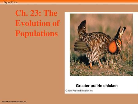 Ch. 23: The Evolution of Populations Greater prairie chicken