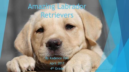 Amazing Labrador Retrievers