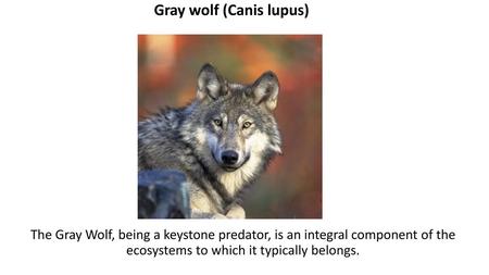 Gray wolf (Canis lupus)