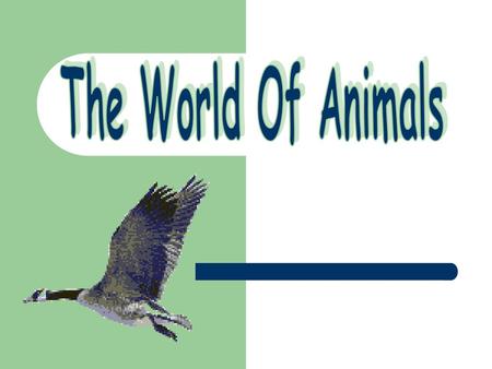 The World Of Animals.