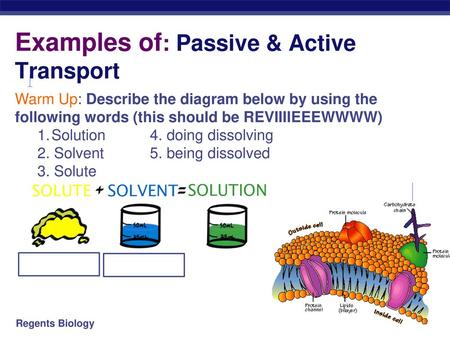 Examples of: Passive & Active Transport