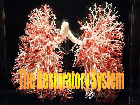 The Respiratory System